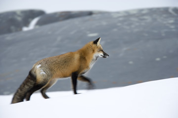 Rotfuchs auf der Jagd