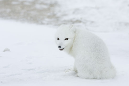 Polarfuchs ruht sich aus