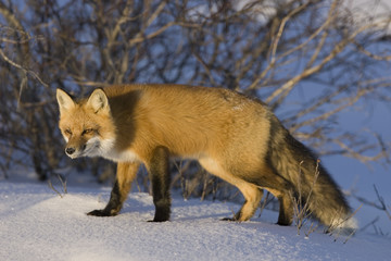 Rotfuchs wittert Beute