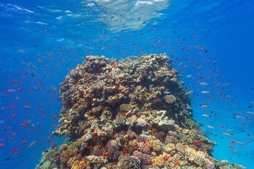 Underwater coral reef