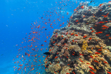 Underwater coral reef