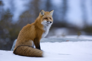 Rotfuchs auf der Jagd