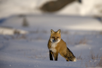Fototapeta premium Rotfuchs auf der Jagd