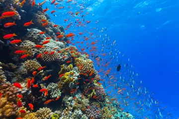 Fototapeten Unterwasser-Korallenriff © Jag_cz