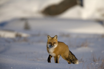 Rotfuchs auf der Jagd