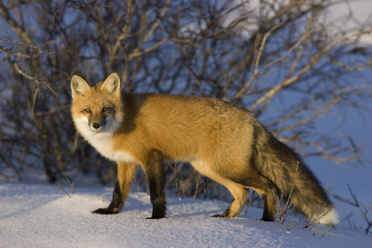 Rotfuchs auf der Jagd