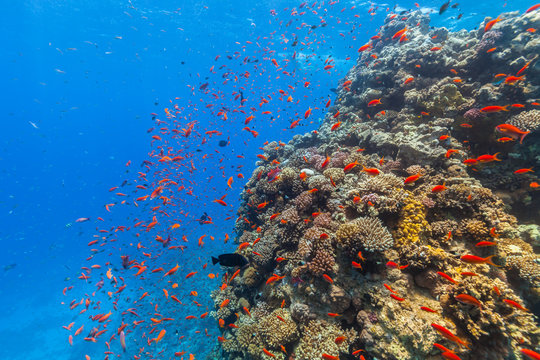 Fototapeta Underwater coral reef