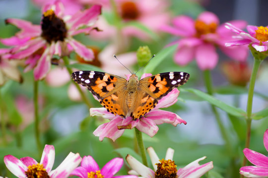 Beautiful flowers in the summer with a lovely butterfly
