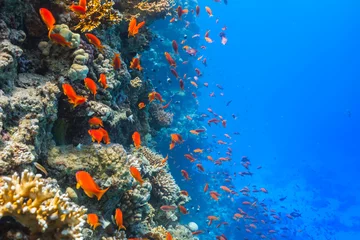 Fototapeten Unterwasser-Korallenriff © Jag_cz