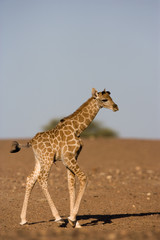 Junge Wüstengiraffe