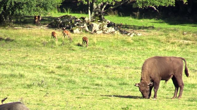 Grazing wisent bull on grass plain with small flock of fallow deer in background. Nature reserve, Sweden.