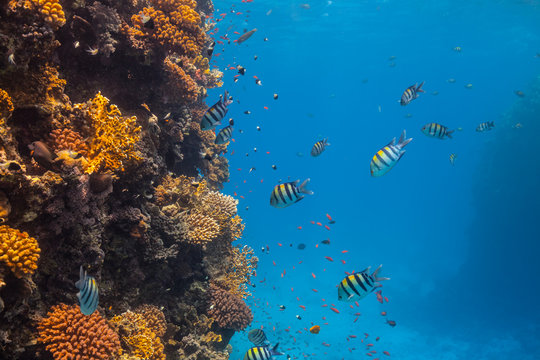 Fototapeta Underwater coral reef