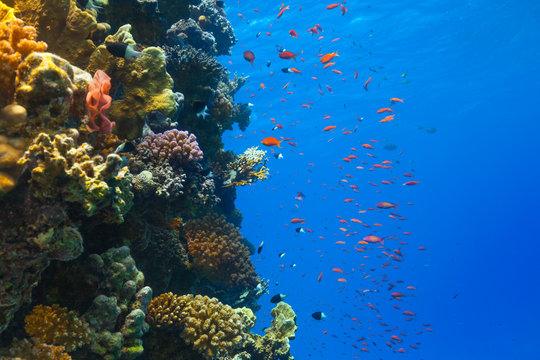 Fototapeta Underwater coral reef
