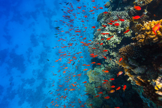 Fototapeta Underwater coral reef