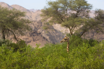 Obraz na płótnie Canvas Angola-Giraffe auf Nahrungssuche