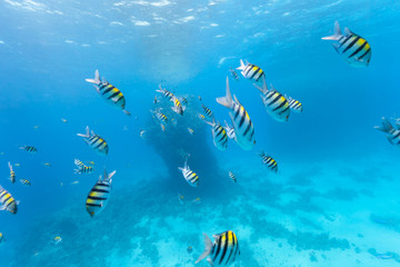 Underwater flock of fish
