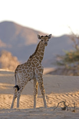Junge Wüstengiraffe