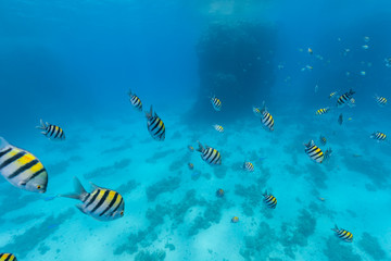 Fototapeta na wymiar Underwater flock of fish