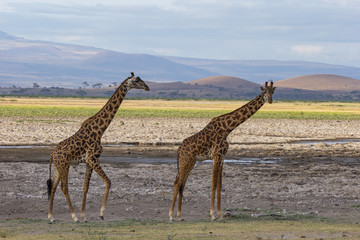 Giraffen beim Wasserloch