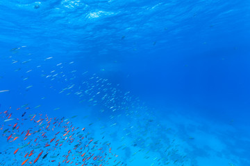 Underwater flock of fish