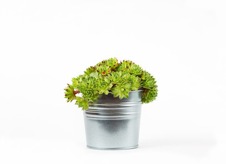 sempervivum succulent plant in vivid pot on white background