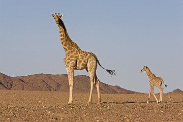 Wüstengiraffe mit Jungtier