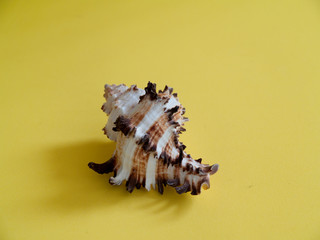 Shells on the yellow background