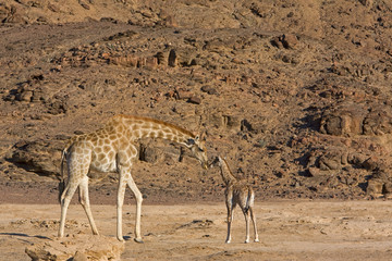 Wüstengiraffe mit Jungtier