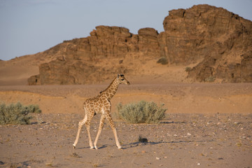 Junge Wüstengiraffe