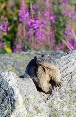 Marmotta alpina