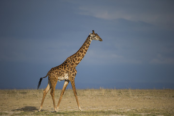 Giraffe in der Regenzeit