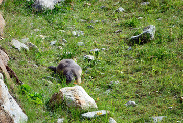 Marmotta alpina