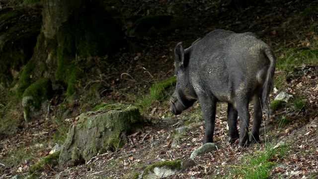 One wild boar standing to the right close to forest. Copyspace to the left. Pig moves away into forest. Late evening in nature reserve, Sweden.
