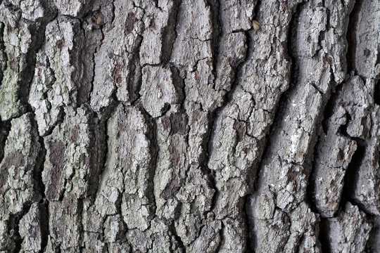 adobe stock