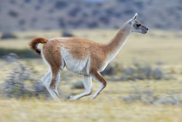 Guanako rennt davon
