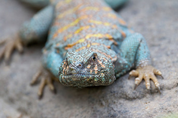 Collard Lizard