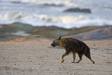 Schabrackenhyaene auf Nahrungssuche