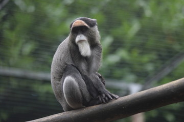 singe
