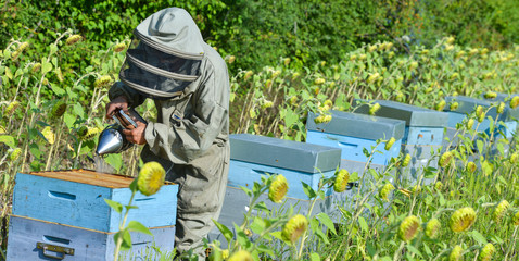 Bee Keeper Working with Bee Hives in a sunflower field.