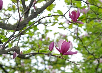 Papier Peint photo autocollant Magnolia магнолия