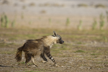 Schabrackenhyaene am Jagen