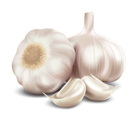 Garlic illustration