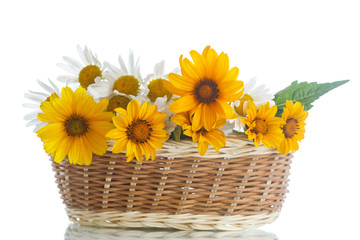 bouquet of yellow and white daisies