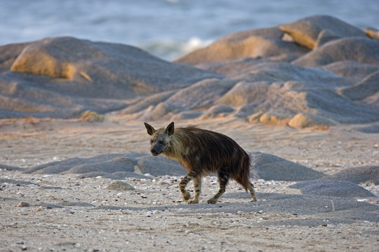 Schabrackenhyaene am Meer