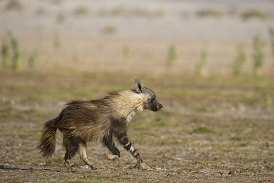 Schabrackenhyaene am Jagen