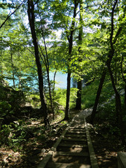 Obraz premium forêt