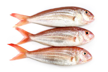 Ornate Threadfin Bream,on white background.