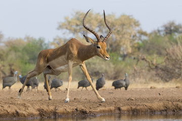 Impalabock am Wasserloch