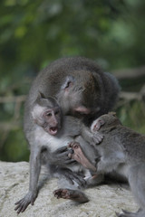 Junger Javaneraffen spielen