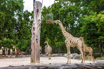 Giraffe family feeding in Lisbon zoological park © Travel Faery